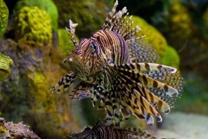 Red Lionfish, courtesy of New England Acquarium, neaq.org, Used with permission.