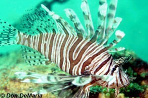 Red Lionfish, Photo copyright (c) Don DeMaria. Used with Permission.