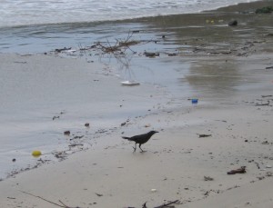 Bird Foraging on The Beach