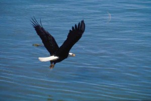 Bald Eagle, curtesy Fairfax County Public Schools