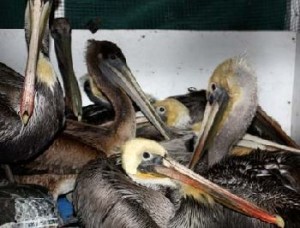 California Brown Pelicans in an IBRRC shelter. Photo courtesy IBRRC