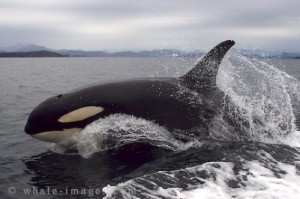 An orca in the open ocean