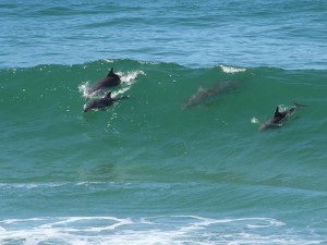 Dolphins surfing